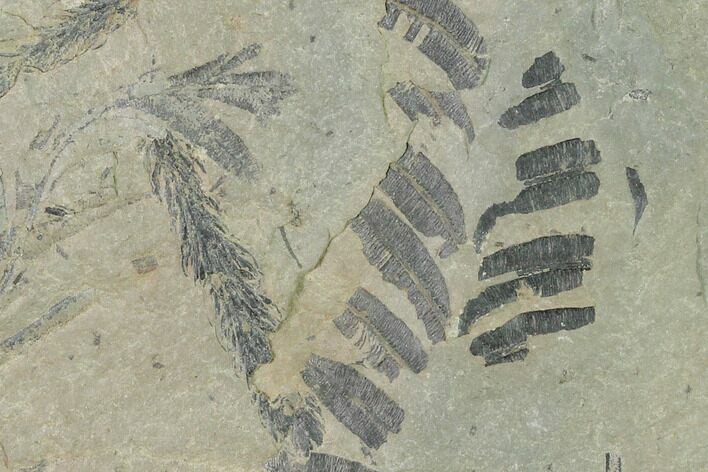 Fossil Flora (Alethopteris & Lepidodendron) Plate - Kentucky #158680